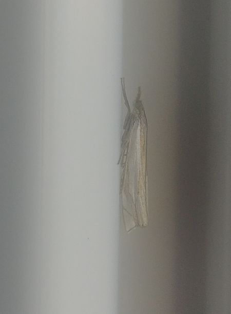 Crambus des pâturages 