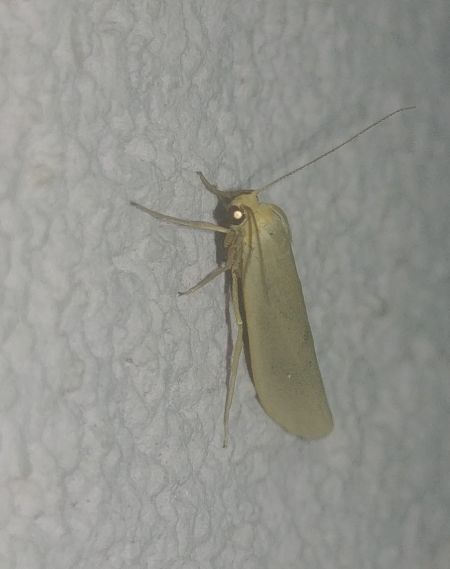 Eilema caniola 