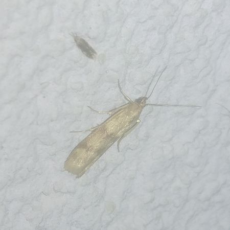 Homoeosoma sinuella 