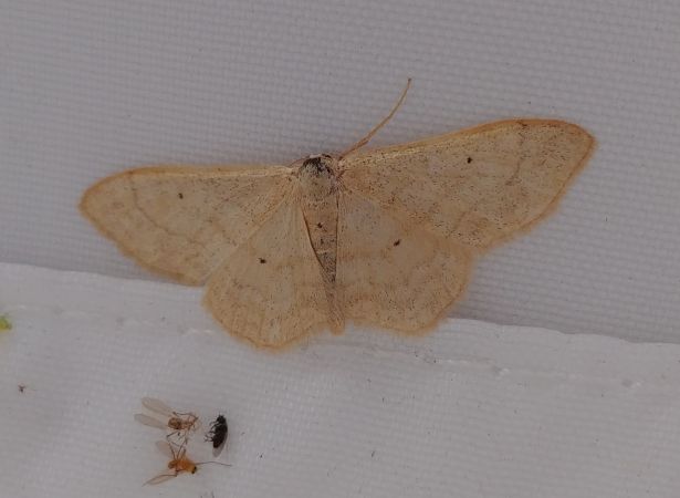 Idaea straminata 
