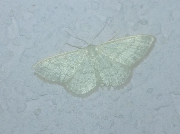Idaea subsericeata 