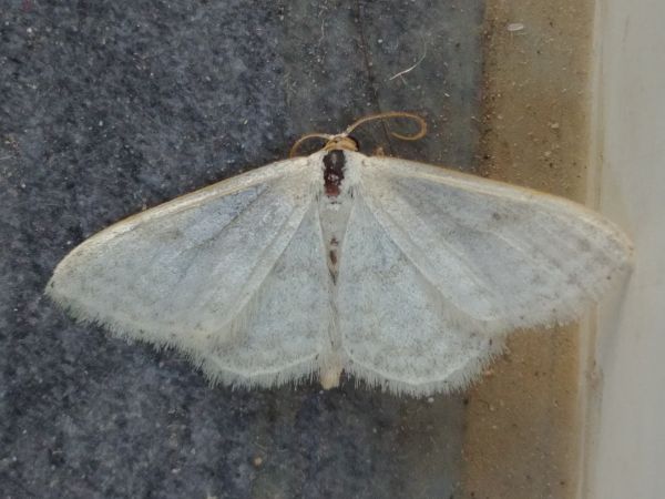 Idaea subsericeata 