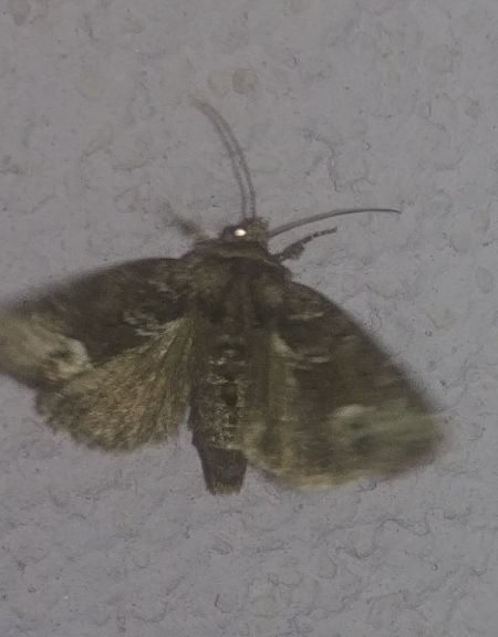 Oligia sp. 