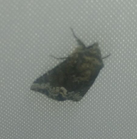 Oligia sp. 