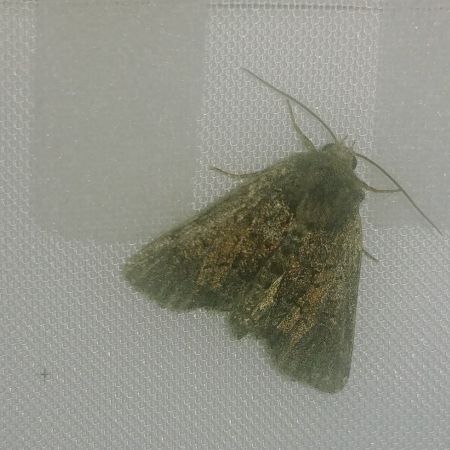 Oligia sp. 