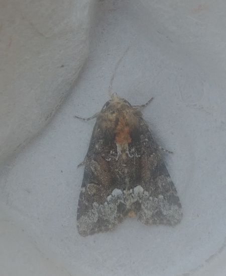 Oligia sp. 
