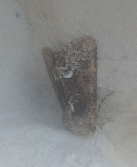 Oligia sp. 