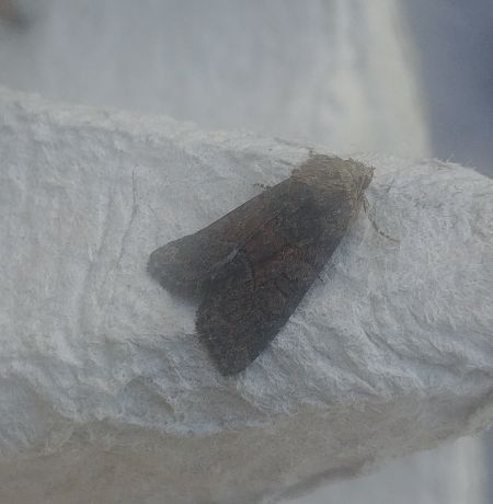 Oligia sp. 