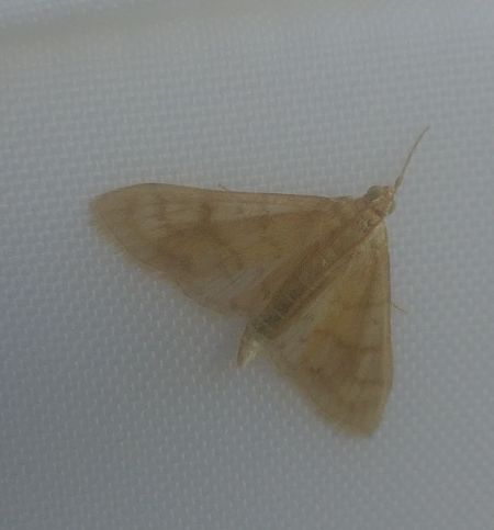 Paracorsia repandalis 