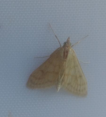 Paracorsia repandalis 