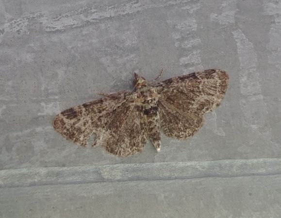 Eupithécie rectangulaire 