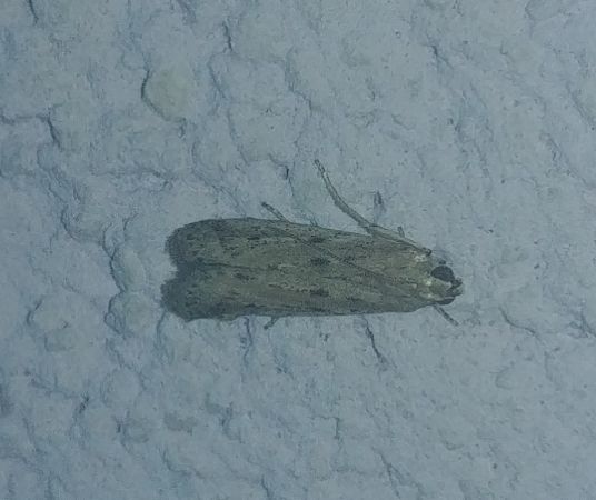 Phycitodes sp. 