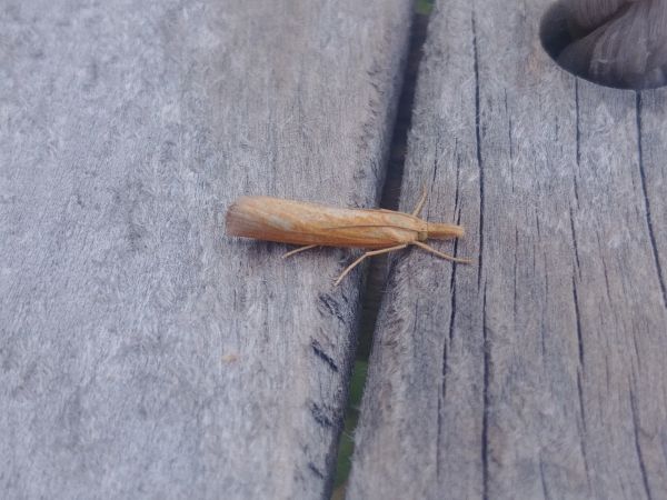Pediasia luteella 