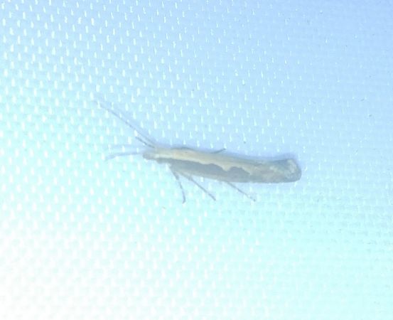 Plutella xylostella 