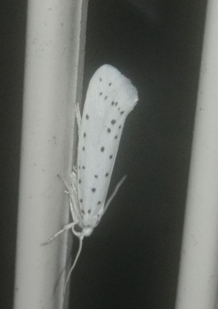 Yponomeuta sp. 