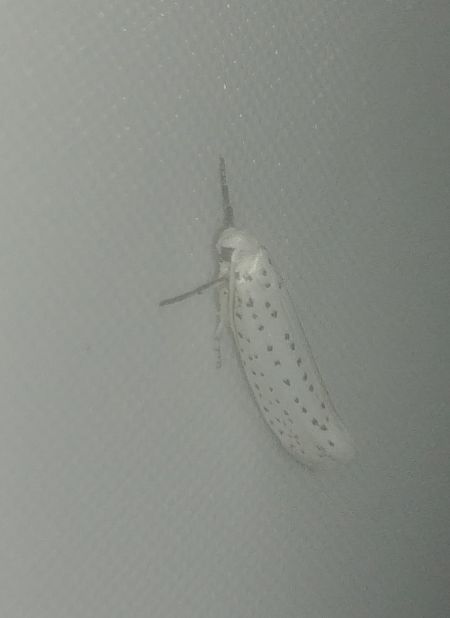 Yponomeuta sp. 