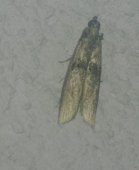 Nephopterix angustella 