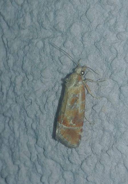 Rhyacionia buoliana 