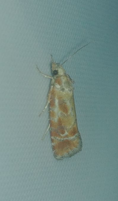 Rhyacionia buoliana 