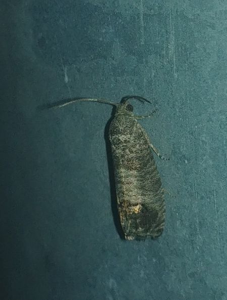 Cydia pomonella 