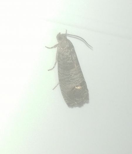 Cydia pomonella 