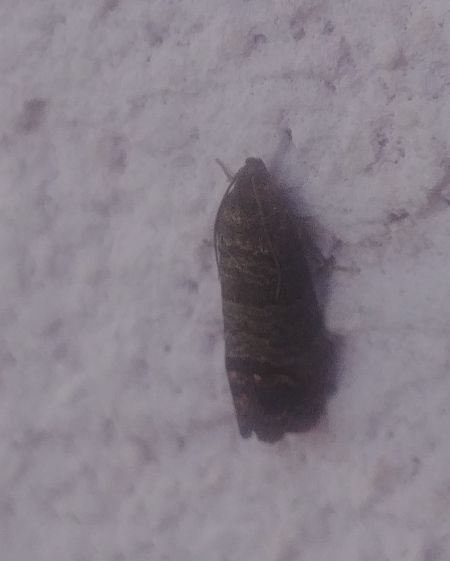 Cydia pomonella 
