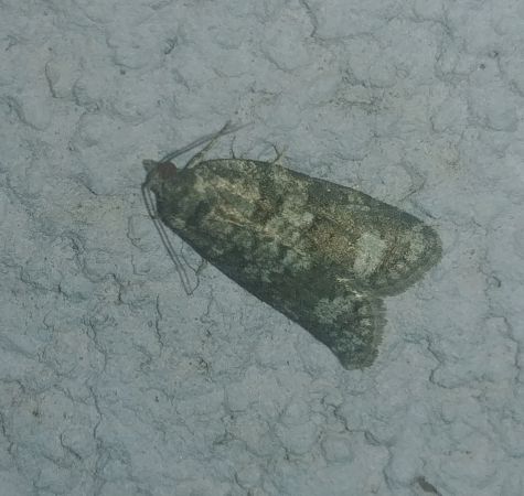Cnephasia sp. 