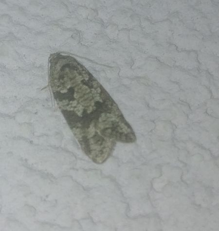 Cnephasia sp. 