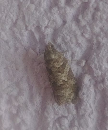 Cnephasia sp. 