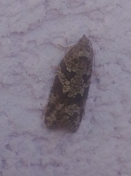 Cnephasia sp. 