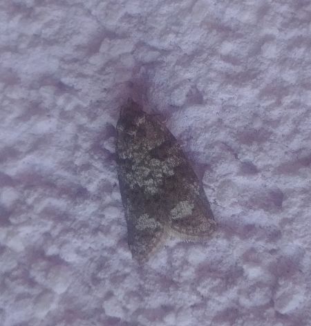 Cnephasia sp. 