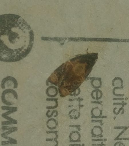 Ditula angustiorana 