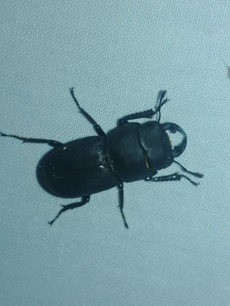 Petite biche 