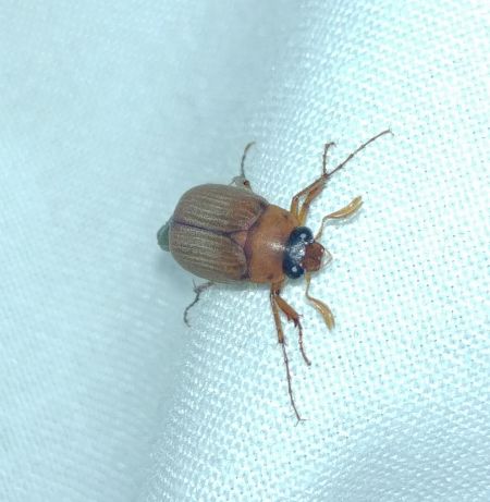 Serica brunnea 