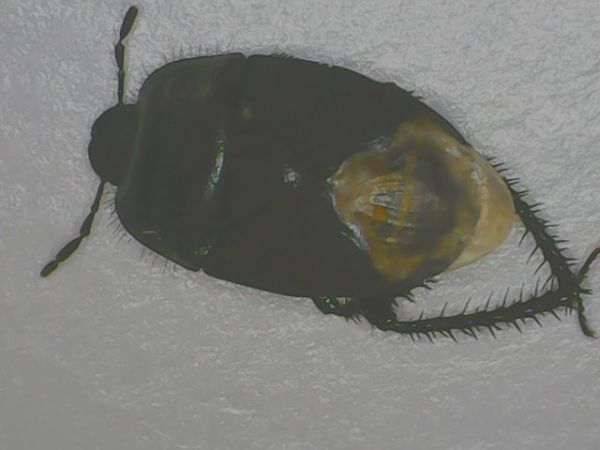 Cydnus aterrimus 