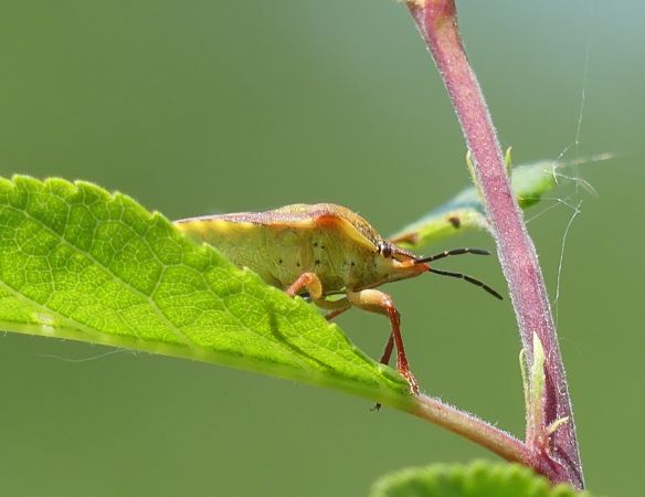 Carpocoris purpureipennis 