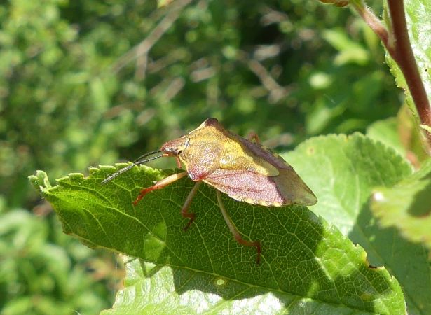 Carpocoris purpureipennis 