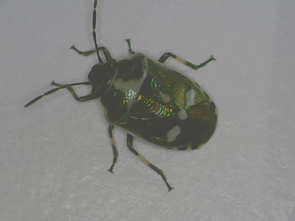 Eurydema oleracea 