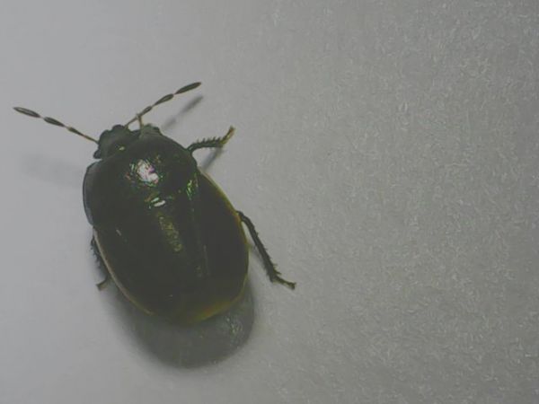 Legnotus limbosus 