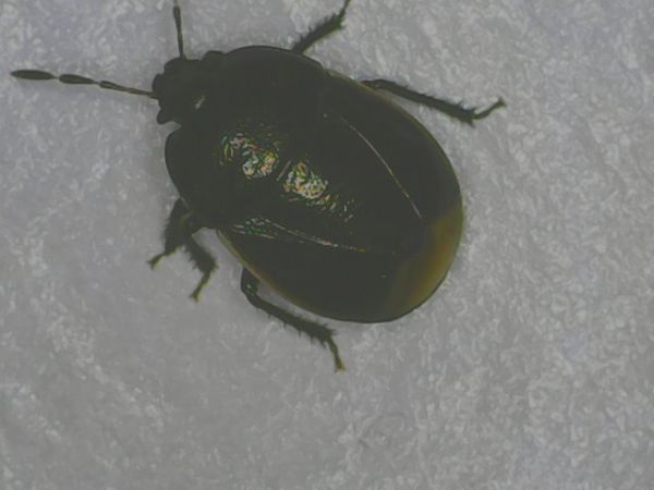 Legnotus limbosus 