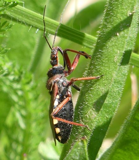 Rhynocoris erythropus 