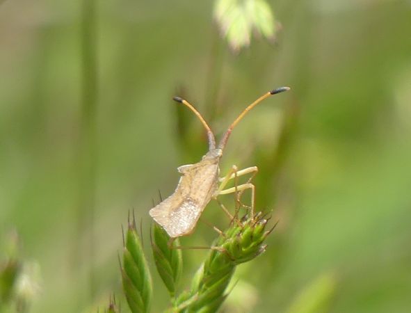 Syromastus rhombeus 
