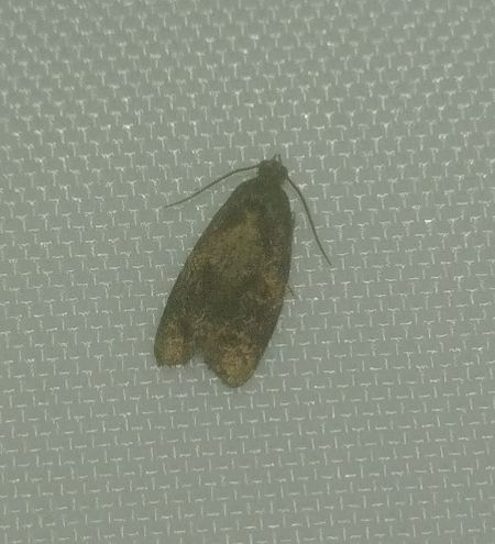 Ditula angustiorana 