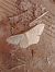 Idaea straminata 