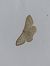 Idaea straminata 