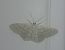 Idaea subsericeata 