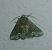 Oligia sp. 