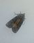 Oligia sp. 