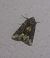 Oligia sp. 
