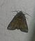 Oligia sp. 